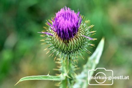 Distel Nahaufnahme