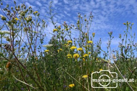 Wiesenblumen