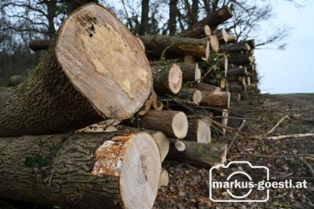 Holzhaufen im Wald