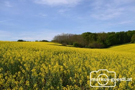 Blühendes Rapsfeld