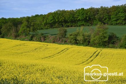 Blühendes Rapsfeld