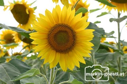 Sonnenblumen