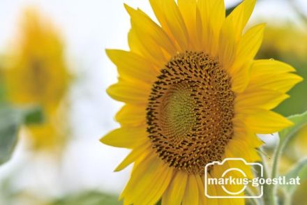 Sonnenblumen