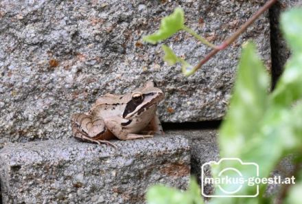 Grasfrosch