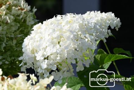 Gartenimpressionen