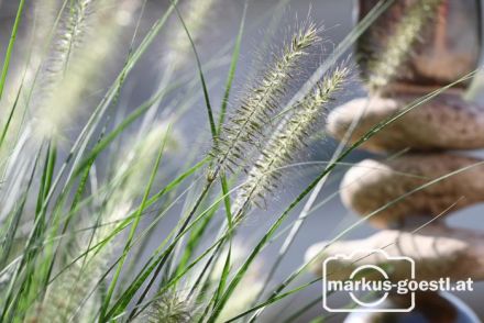 Gartenimpressionen