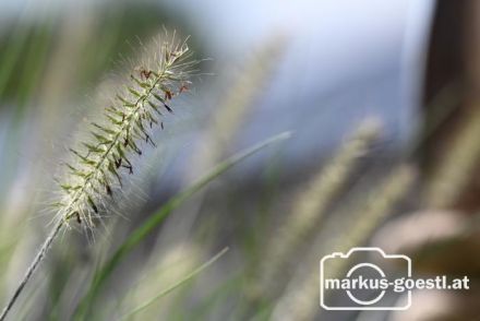 Gartenimpressionen
