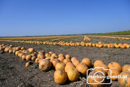 Kürbisfeld vor Ernte