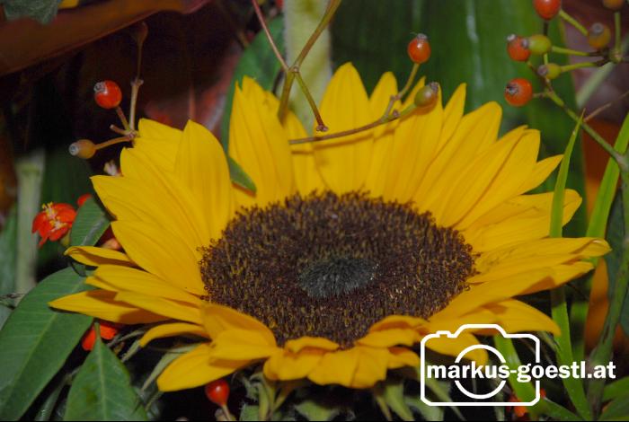 Sonnenblumendeko1