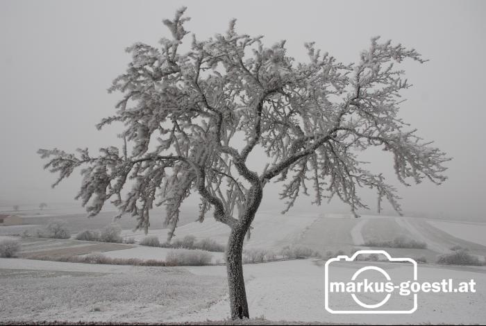 Baum_angefroren