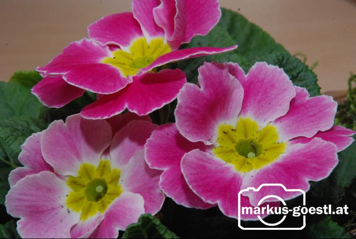 Blumen1
