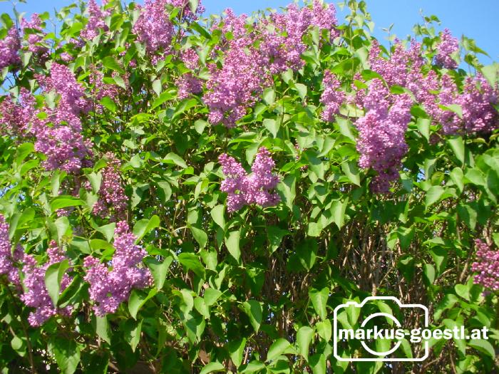 Flieder1