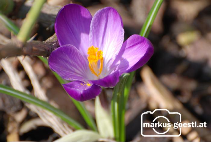 Krokus