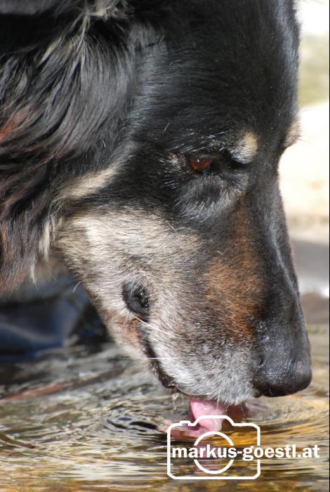 Hund_sauft_Wasser1