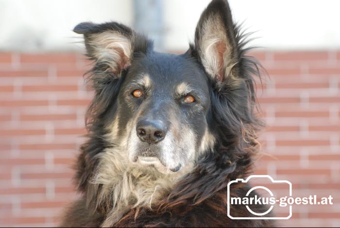 Hund_Niko1