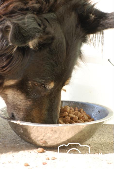 Hund_frißt1