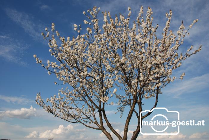 Kirschbaumblüte9