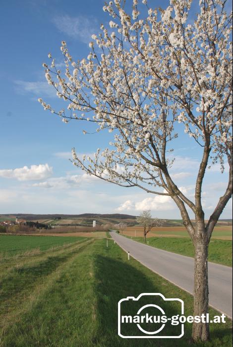 Kirschbaumblüte8