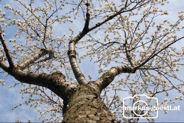 Kirschbaumblüte6