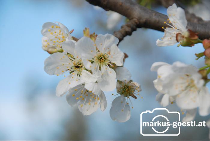 Kirschbaumblüte