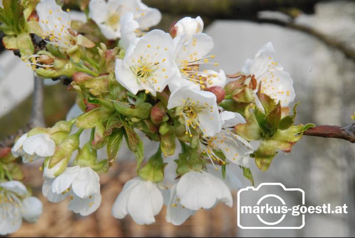 Kirschbaumblüte2