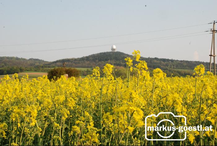 Raps_Buschberg