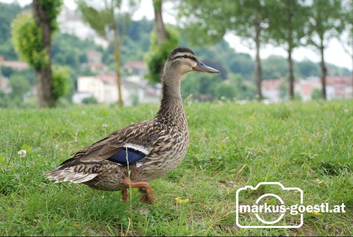 Wildente3