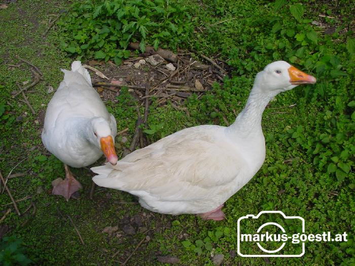 Gänse