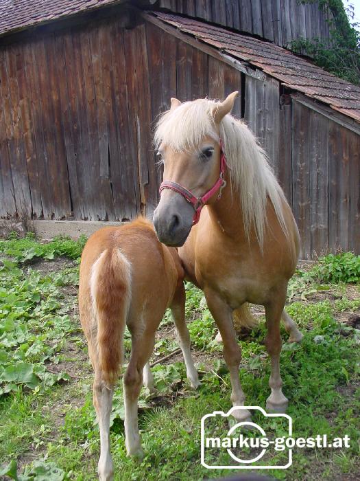 Pferde