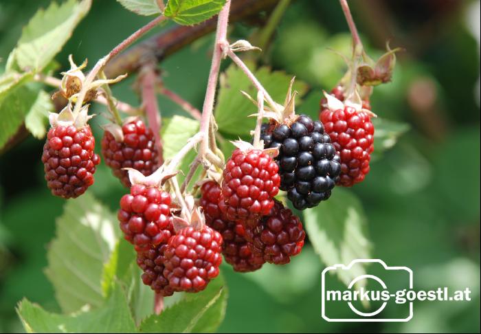 Brombeeren7