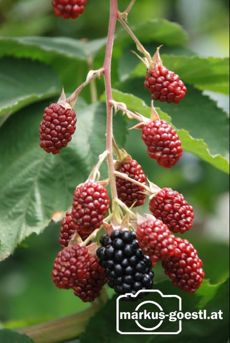 Brombeeren5
