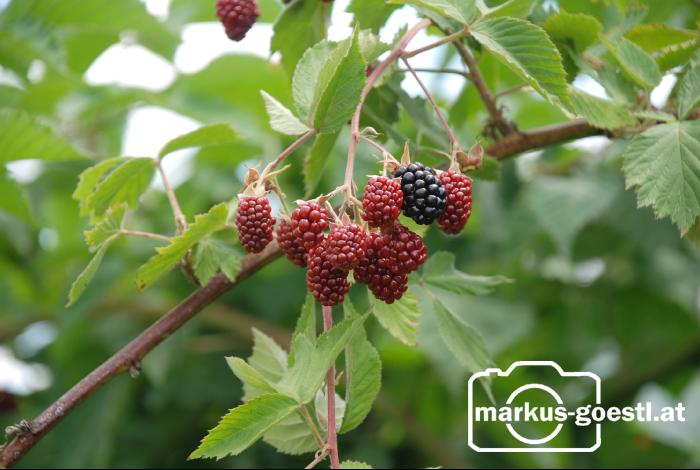 Brombeeren4