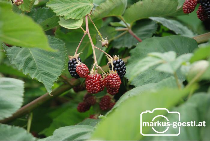 Brombeeren3