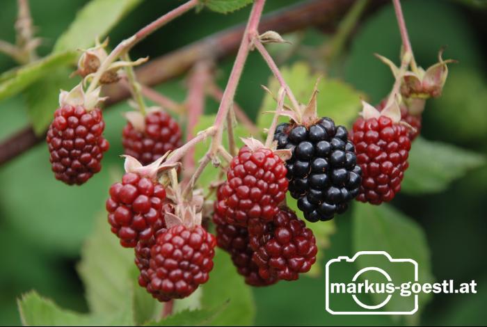 Brombeeren2