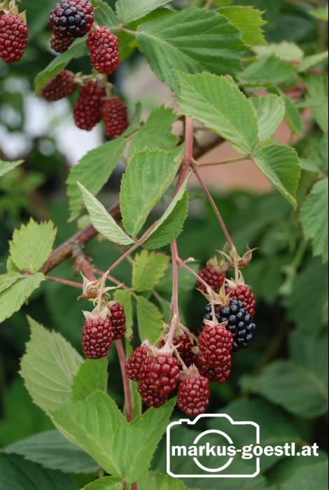 Brombeeren1