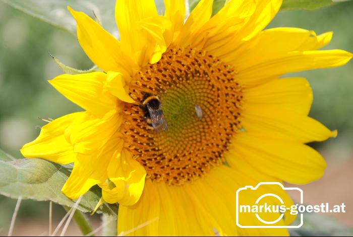 Sonnenblume2
