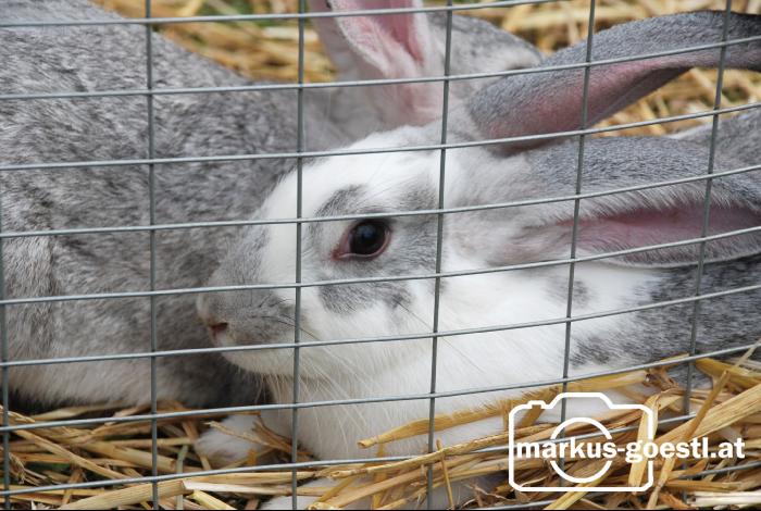 Hase_Käfig