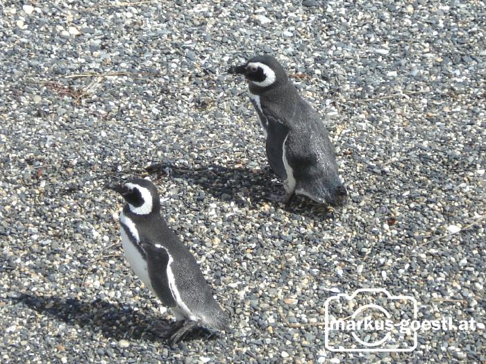 Pinguine2