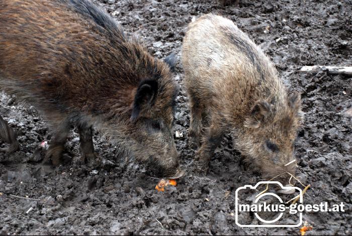 Wildschweine7