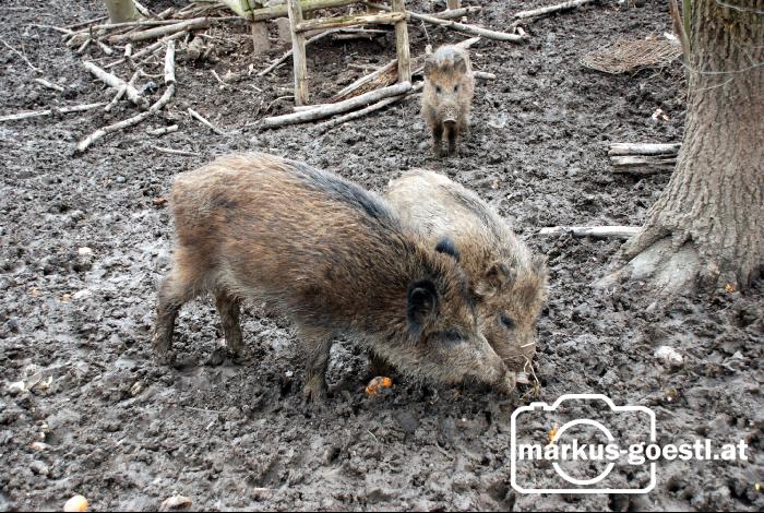Wildschweine6
