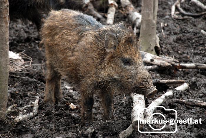 Wildschweine5
