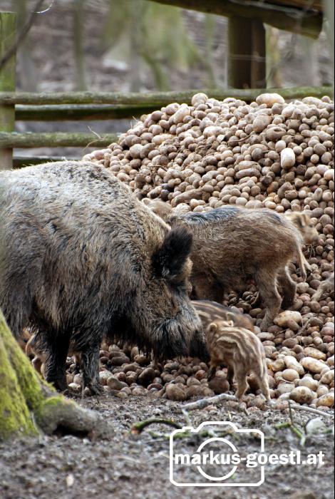 Wildschweine3