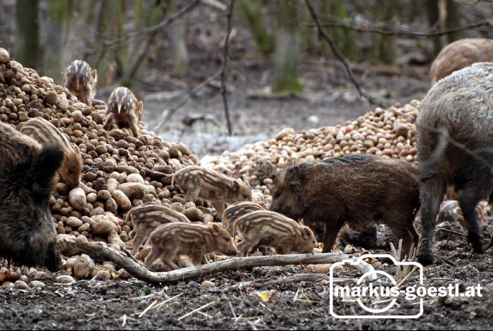 Wildschweine2