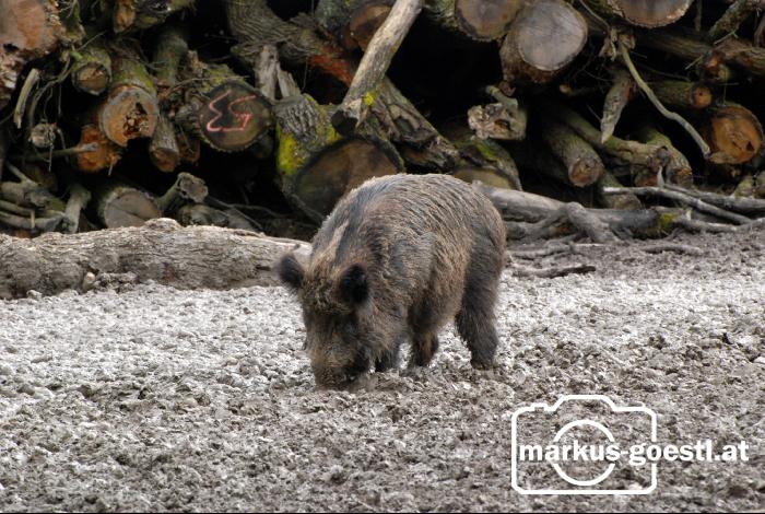 Wildschweine1
