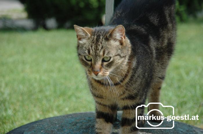 Katze