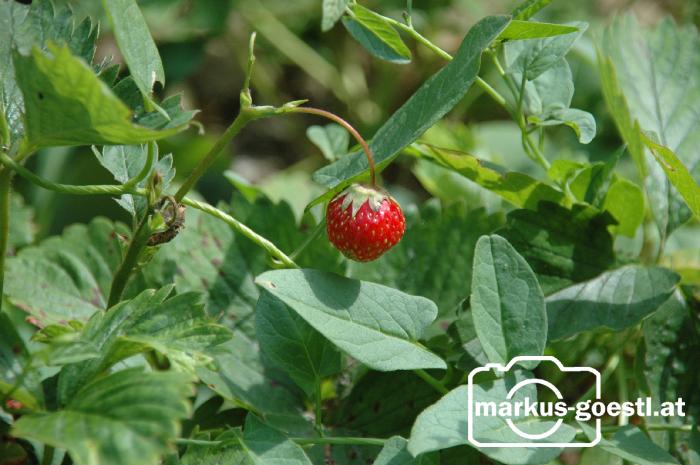 Erdbeeren2