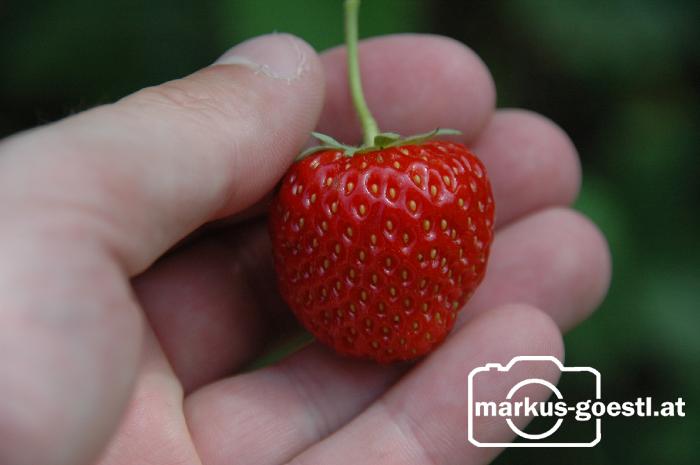 Erdbeeren1
