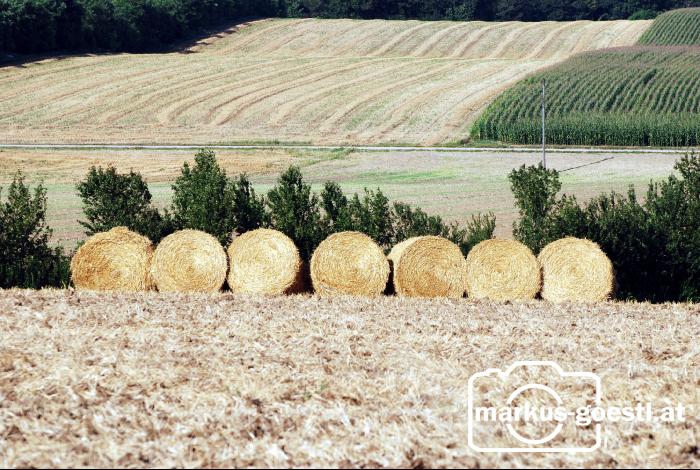 Rundballen_Feld1
