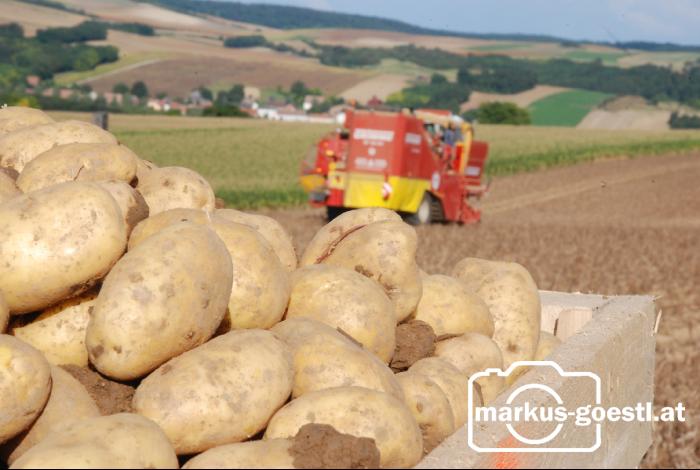 Kartoffelernte4