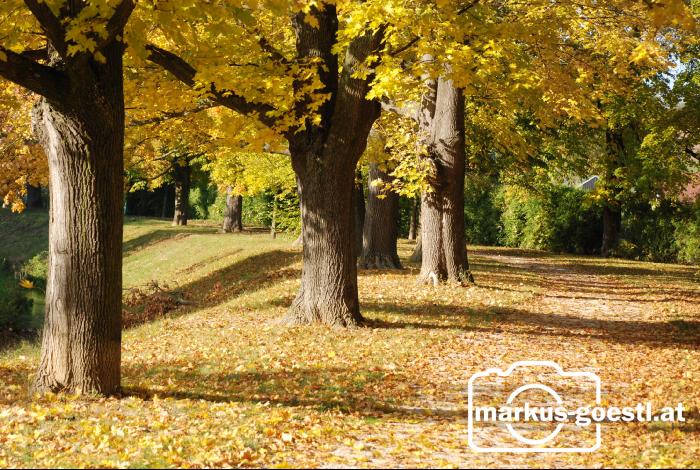 Herbststimmung4